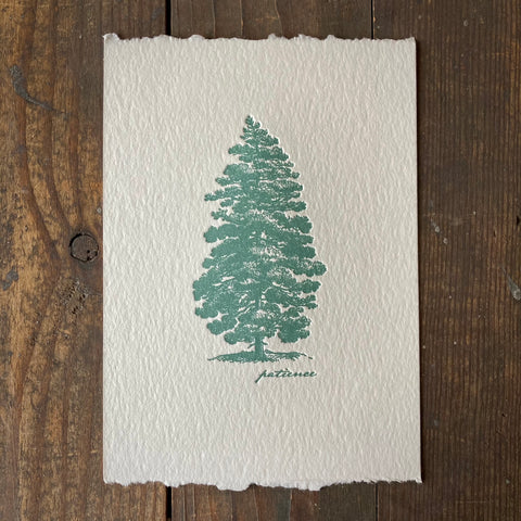 Patience Pine - Print