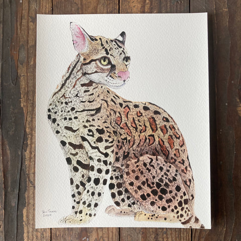Ocelot - Print