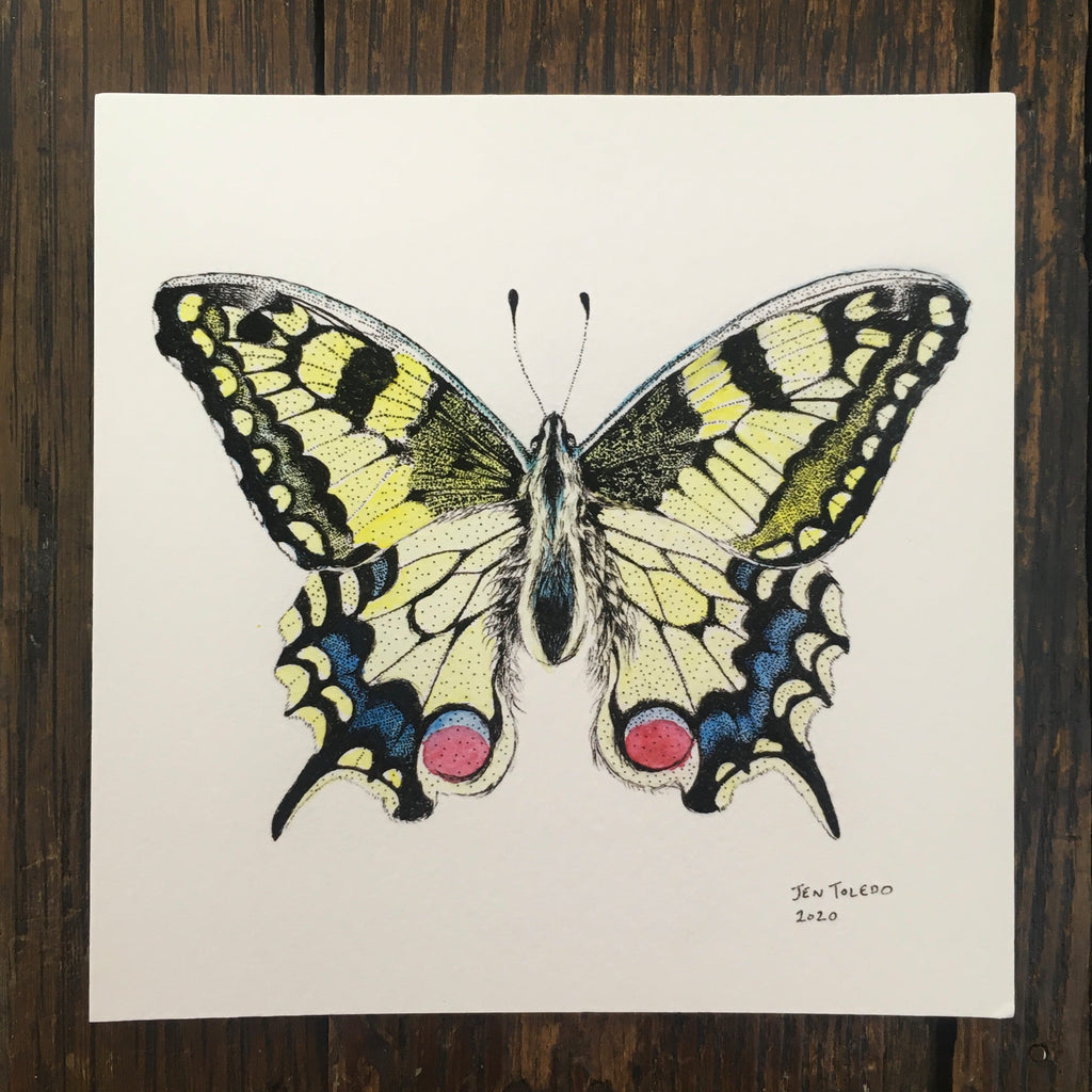 Swallowtail Butterfly - Print
